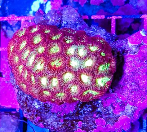 Wysiwyg Red And Yellow Eye Sparkles Favia Coral Colony New Shipwreck