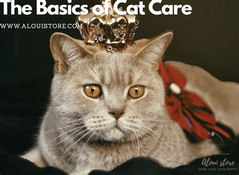 The Basics Of Cat Care Aloui Store