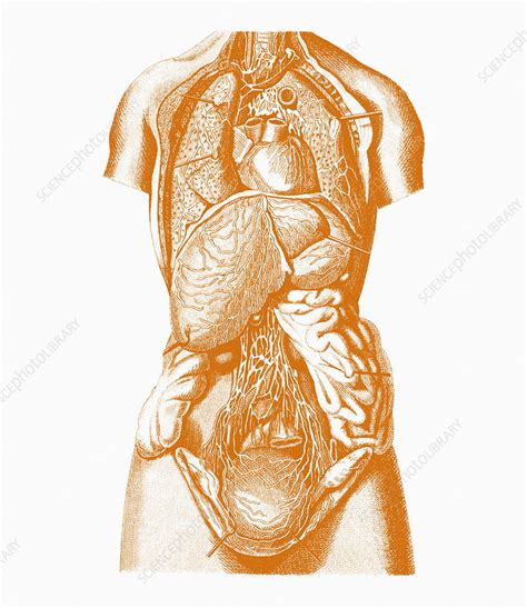 Human Body Anatomy Stock Image P8800120 Science Photo Library