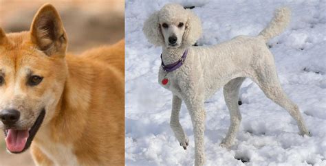 Dingo Vs Poodle Breed Comparison Mydogbreeds