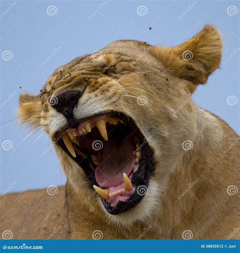 Lioness Showing Teeth Stock Photo Image 38820512