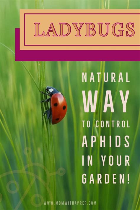 Have you ever lost a favorite plant to destructive aphids? Release the Ladybugs! a Natural Way to Control Aphids in ...