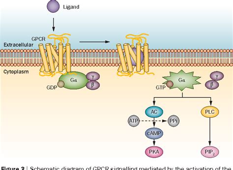 There is evidence that metabotropic glutamate receptors carry transmembrane segments similar to. Figure 3 from G protein-coupled receptors in rheumatology ...