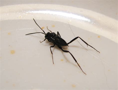 Black Flying Insect With Tapping Tail Bugguidenet