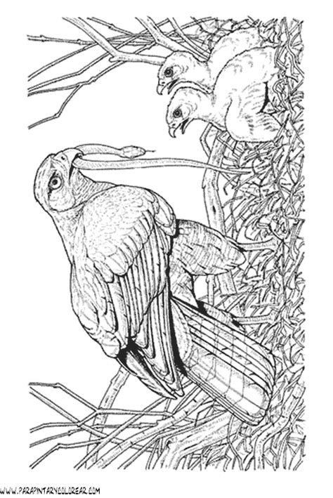 Para colorear aguila - Imagui