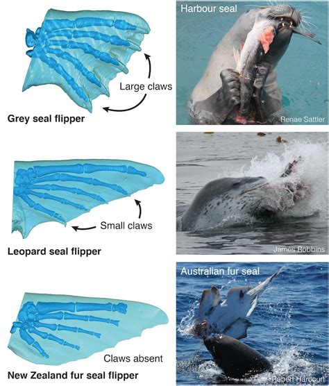 The Unique Adaptation Of Flippers In Marine Animals Nature Blog Network