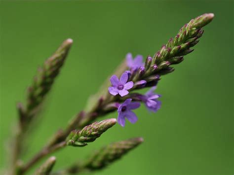 More On Vervain •