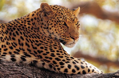 Y consejos el cambio climático en imágenes todo videos. Banco de Imágenes: Animales salvajes (16 fotografías en alta resolución)