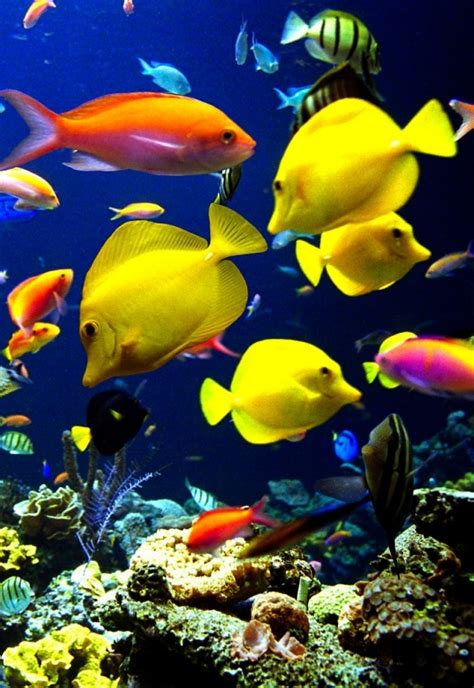 Very Nice Iphone Fish Wallpaper ~ Wallpaper And Pictures