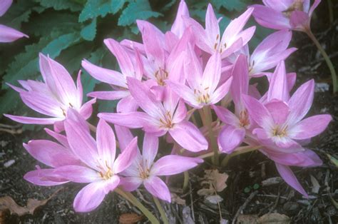 Summer Flowering Bulbs When To Plant 15 Best Late Summer Flowering