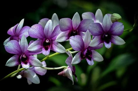 Top 10 Most Beautiful Flowers In The World The Mysterious World