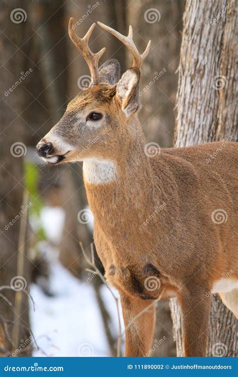 Whitetail Deer Buck Profile In Winter Snow Stock Photo Image Of Ears