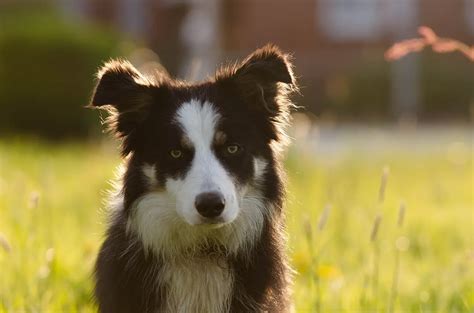 Whippet Border Collie Mix A Full Guide Whippetcentral