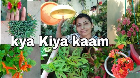 Succulents Plants Ko Report Karte Samay Kin Kin Baton Ka Dhyan Rakhna