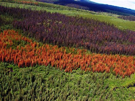 Mountain Pine Beetle Genome Decoded