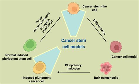Cells Free Full Text Interconversion Of Cancer Cells And Induced