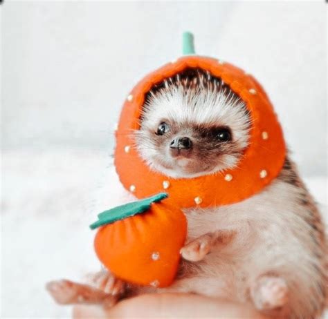 This Hedgehog Day Treat Yourself With 47 Pictures Of Hedgehogs With