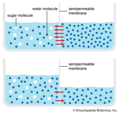 Cell Membrane Transport Osmosis Diffusion Britannica