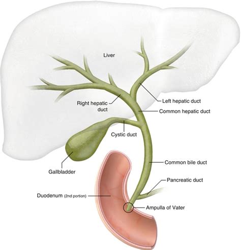The Biliary Tree Common Hepatic Duct Cystic Duct Common Bile Duct
