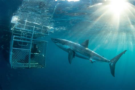 Great White Shark Expedition (3 Night) - Rodney Fox Shark Expeditions