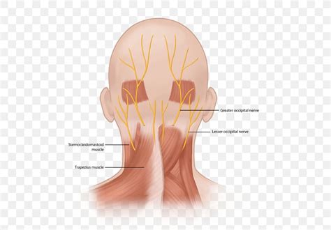 Occipital Neuralgia Greater Occipital Nerve Third Occipital Nerve Png