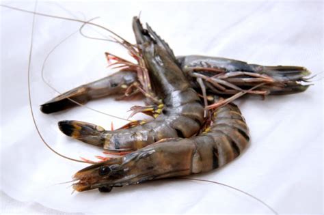 Black Tiger Prawns At Rs Kilogram In Thanjavur Dolphin Sea