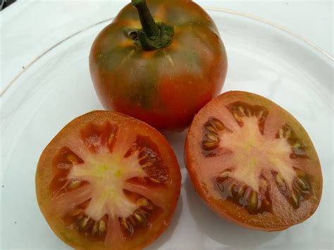Polish Dwarf Tomato Seeds For Sale At Bounty Hunter Seeds