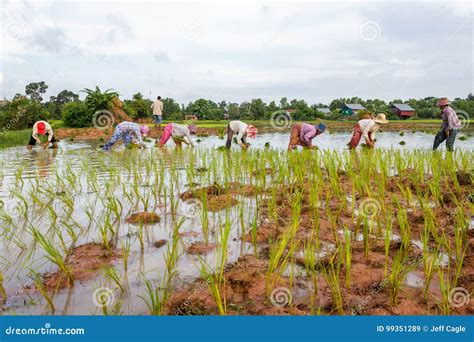 Cambodian Rice Farmers Work In The Fields Editorial Stock Image Image
