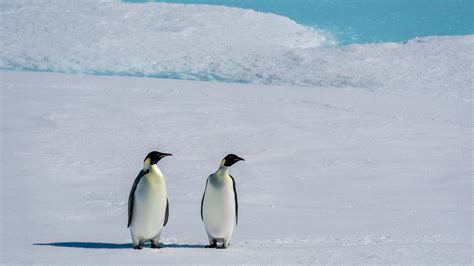 ‘catastrophic Loss Huge Colonies Of Emperor Penguins In Antarctica