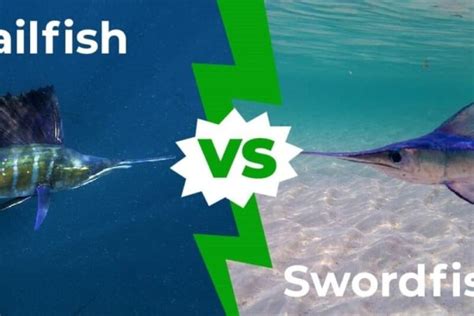 Sailfish Vs Swordfish Five Key Differences Explained