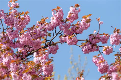 Japanese Flowering Cherry Trees Are One Of The Most Common Cherry Trees In Washington Dc But