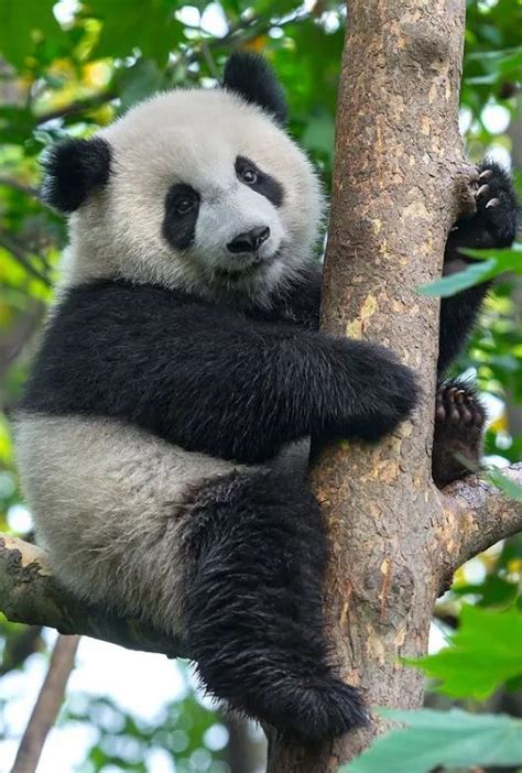 Pin On Panda