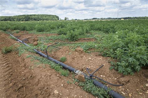 Types Of Irrigation For Potato Crops Ahdb