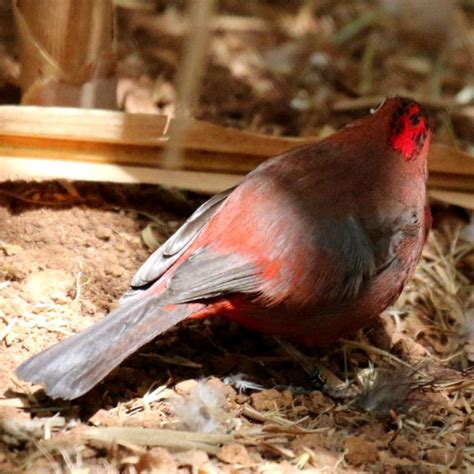 Red Crested Finch