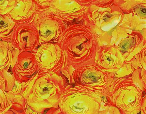 orange stuff - Bing Images | Orange painting, Orange flowers, Orange color palettes