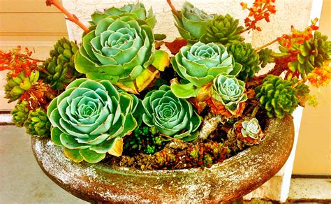 Succulent Container Garden Gorgeous Color And Texture