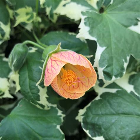 Abutilon Savitzii Flowering Maple 45 Pot Little Prince To Go In 2021 How To Attract