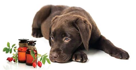 Custom Animal Homeopathy — Woofur Holistic Pet Care Centre