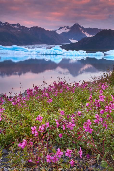 Wildflowers In Bear Glacier Lagoon Kenai Fjords National Park Alaska