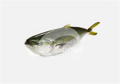 Hamachi Yellowtail Kingfish Vishandel Schot Tholen