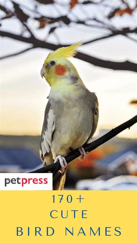 Cute Bird Names Over 150 Adorable Ideas For Naming Your Bird Petpress