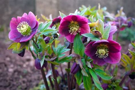 Quelles fleurs planter en septembre au jardin ? 15+idées sublimes