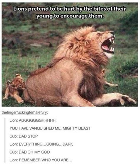 86 Lion Memes Ideas Funny Animals Funny Pictures Lion Memes