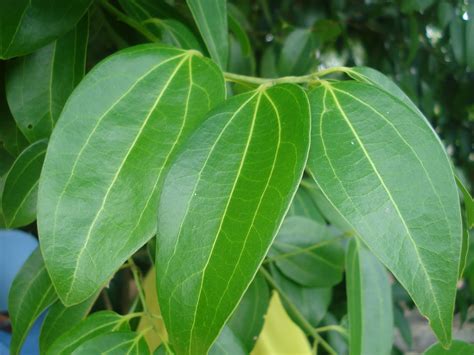 Kulit kayu manis adalah rempah ratus yang berasal daripada sejenis pokok cinnammomum verum. Kembara Minda 7: Pokok Kayu Manis