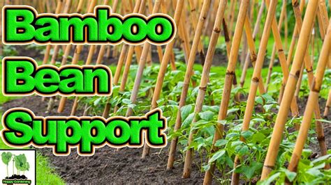 Gardening can help with many challenges you may come across or feel day to day. How To Build A Bean Support Structure - YouTube ...
