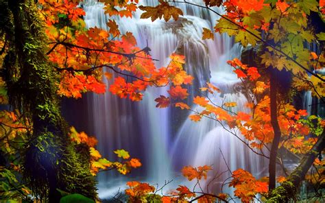 Attractions In Dreams Trees Nature Fall Leaves Beautiful Waterfalls Scenery Love Four