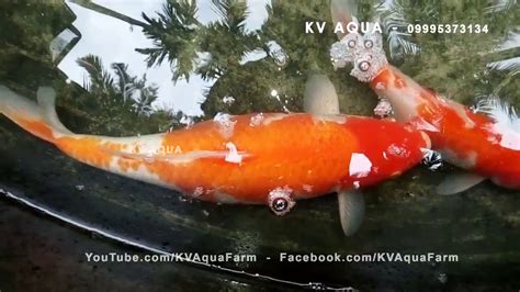 How To Breed Koi Fish At Home Setup Youtube