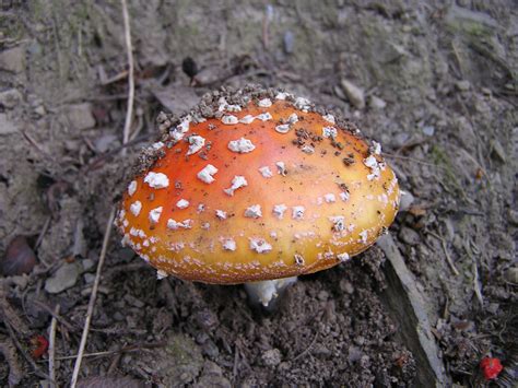 Red Mushroom With White Spots Free Image Download