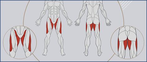 Hip Adduction Muscles Worked Hot Sex Picture
