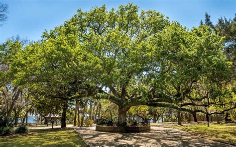 Sand Live Oak Tree For Sale Online Shrubs And Trees Depot